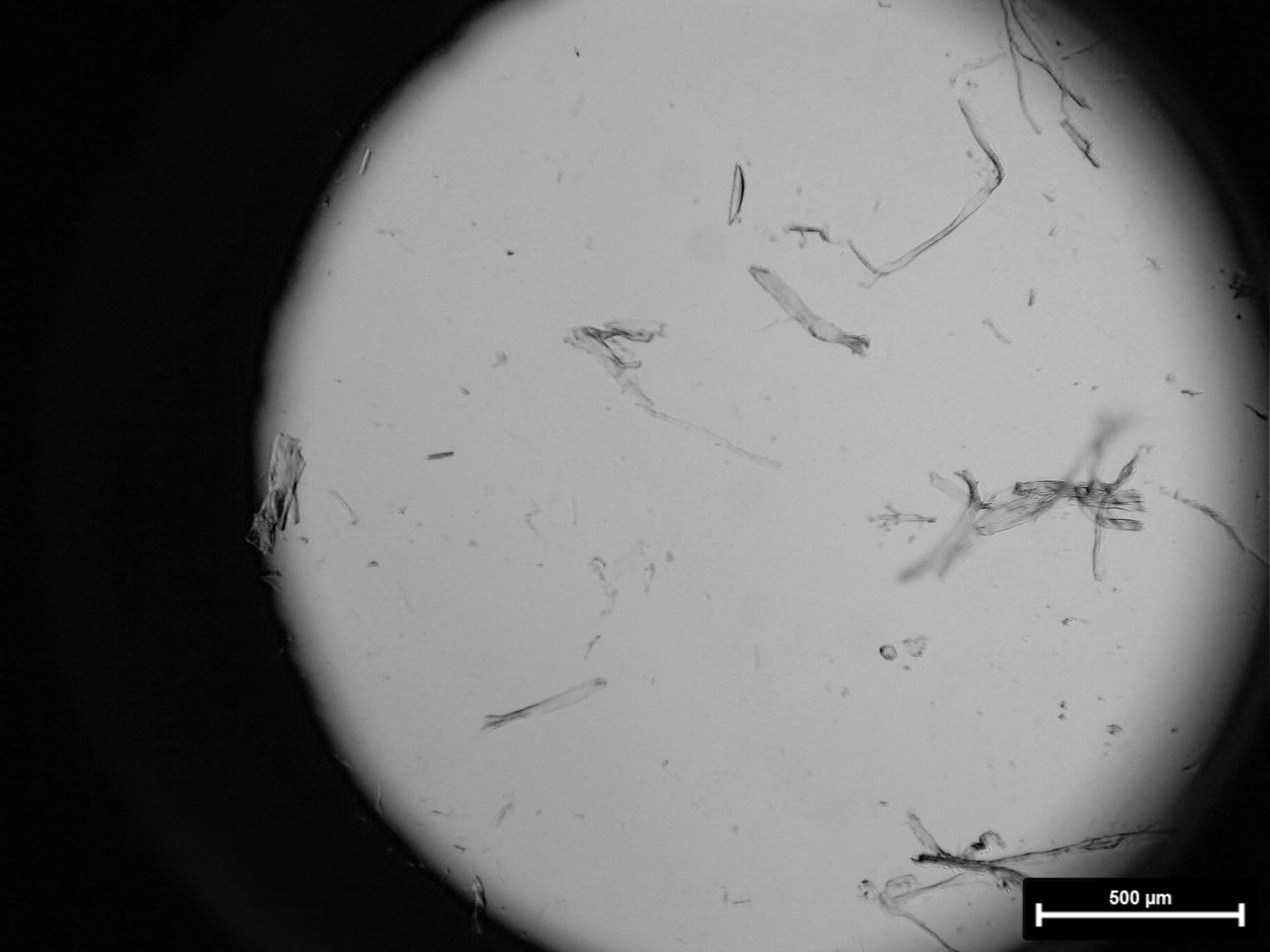Collagen fibres extracted from a parchment sample, under a light microscope.