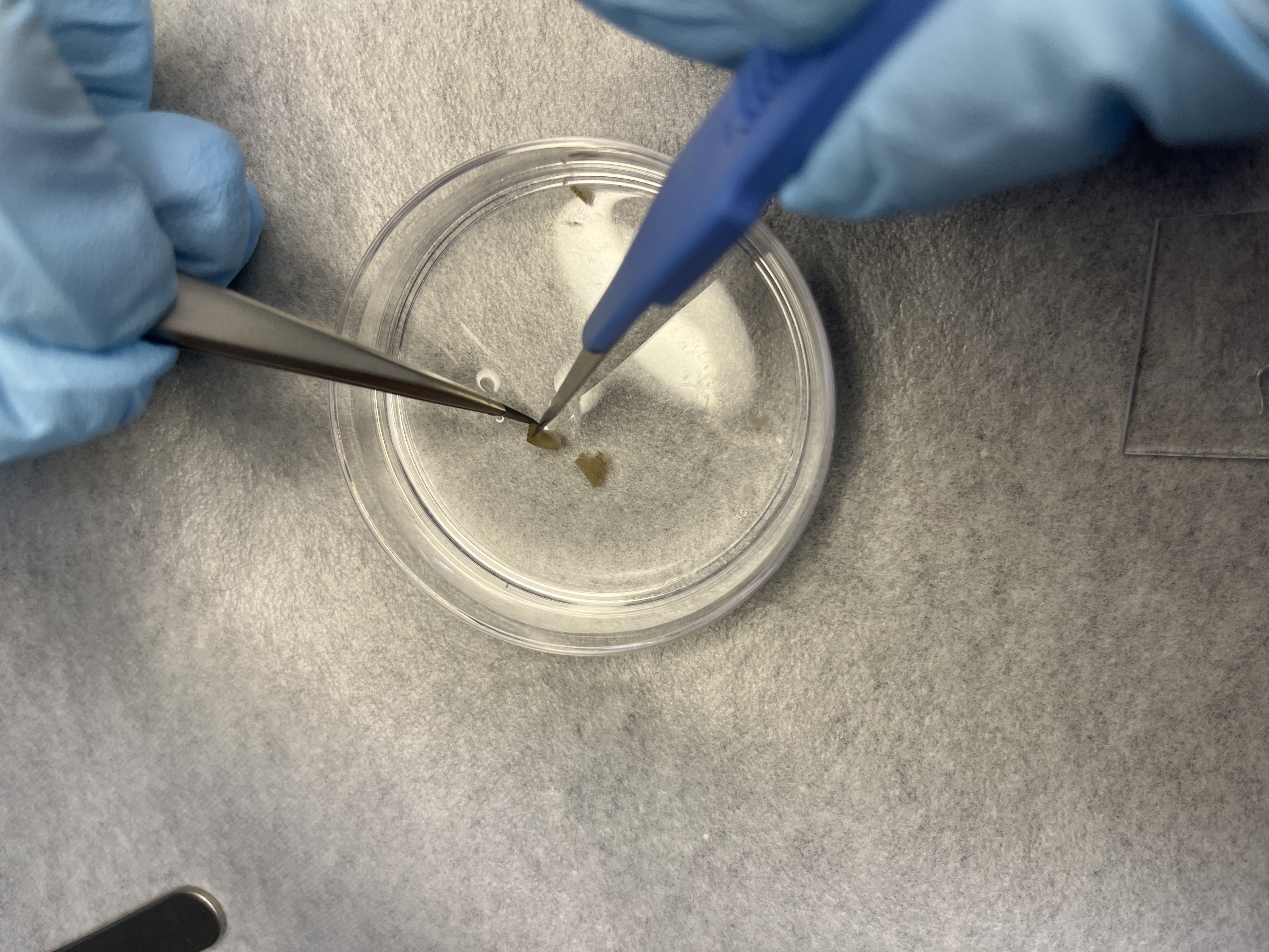 The extraction of collagen fibres from a parchment sample.